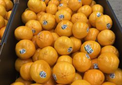 3 Imperial mandarin packout