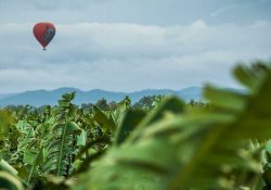 Nutrano Banana Field